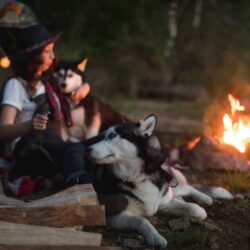 Pros And Cons Of Camping With Dogs