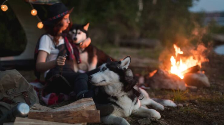 Pros And Cons Of Camping With Dogs