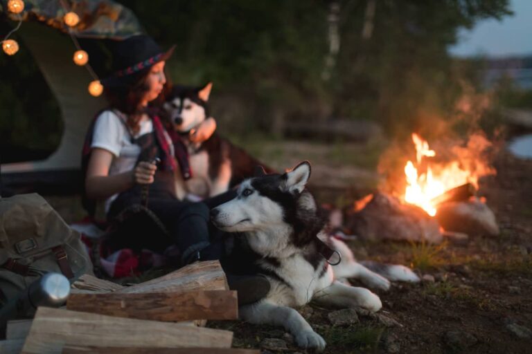 Pros And Cons Of Camping With Dogs