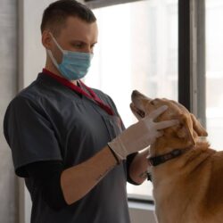 The Best Unknown Benefits of Pet Insurance