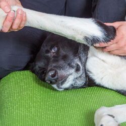 joint pain in dogs