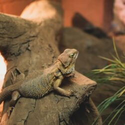 Looking For A First Reptile Pet