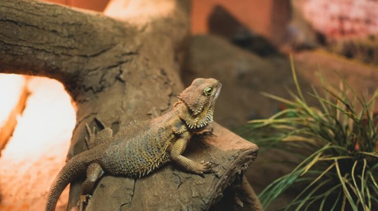 Looking For A First Reptile Pet