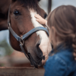 horse ownership