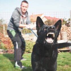 Canine Training Tips And Practices To Avoid Aggressive Behavior