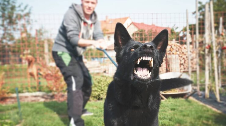 Canine Training Tips And Practices To Avoid Aggressive Behavior