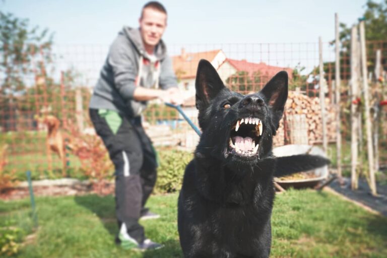 Canine Training Tips And Practices To Avoid Aggressive Behavior