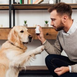 Natural Supplements For Dogs And Their Benefits
