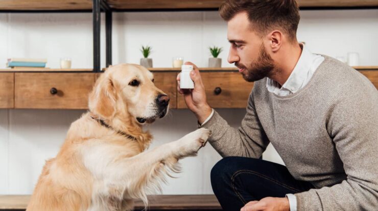 Natural Supplements For Dogs And Their Benefits