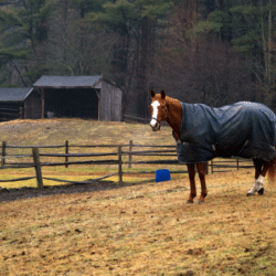 horse stable blanket
