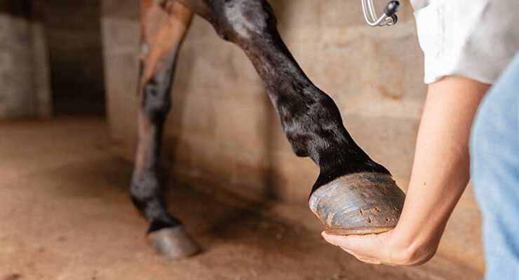 Proper Hoof Care