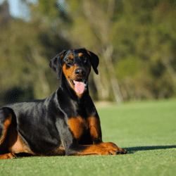 buying a trained dog