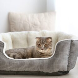 Ways To Improve Your Pet’s Sleep With A Cat Bed