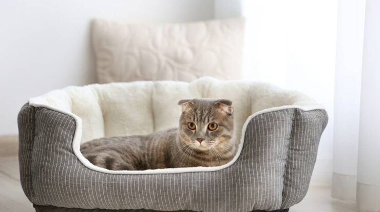 Ways To Improve Your Pet’s Sleep With A Cat Bed