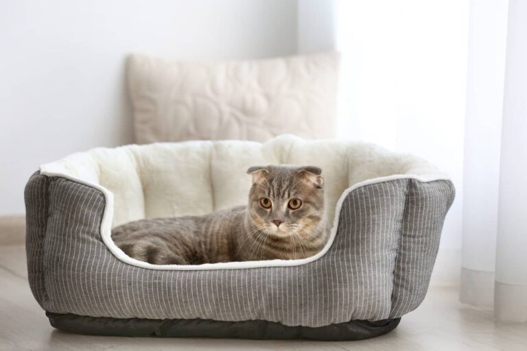 Ways To Improve Your Pet’s Sleep With A Cat Bed
