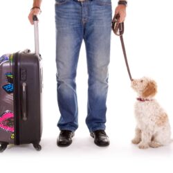 Manage Your Dog’s Stress And Behavior During Travel