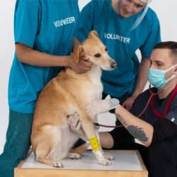 Severe Dog Problems Cured With Vaccinations