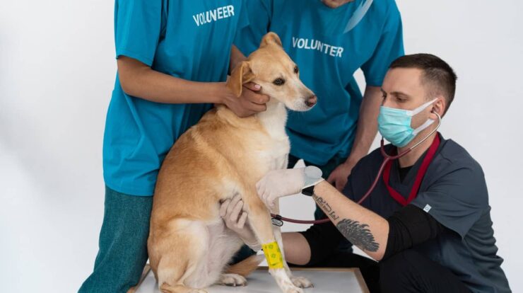 Severe Dog Problems Cured With Vaccinations