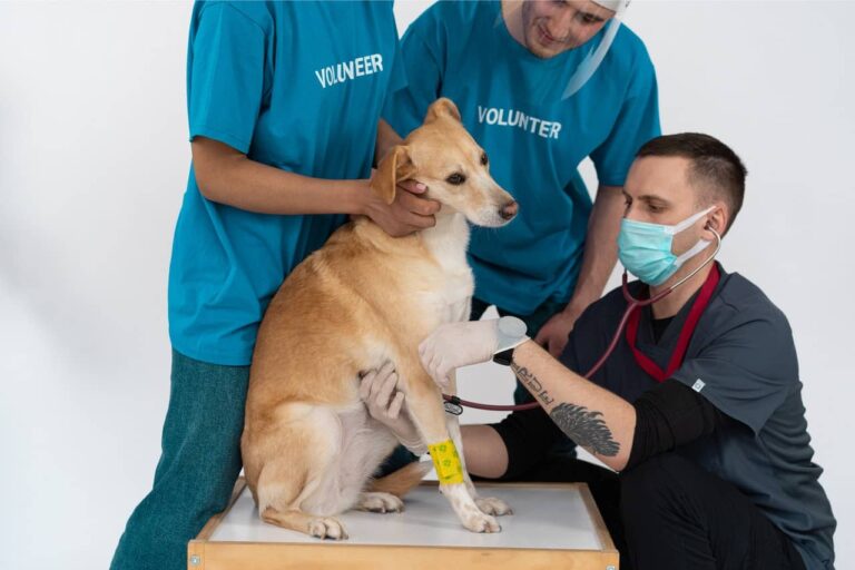 Severe Dog Problems Cured With Vaccinations