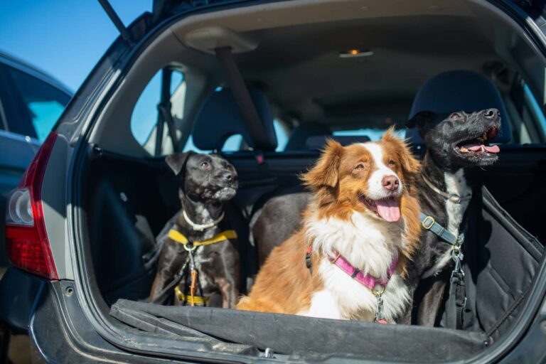 Tips To Have A Pet-Friendly Trip