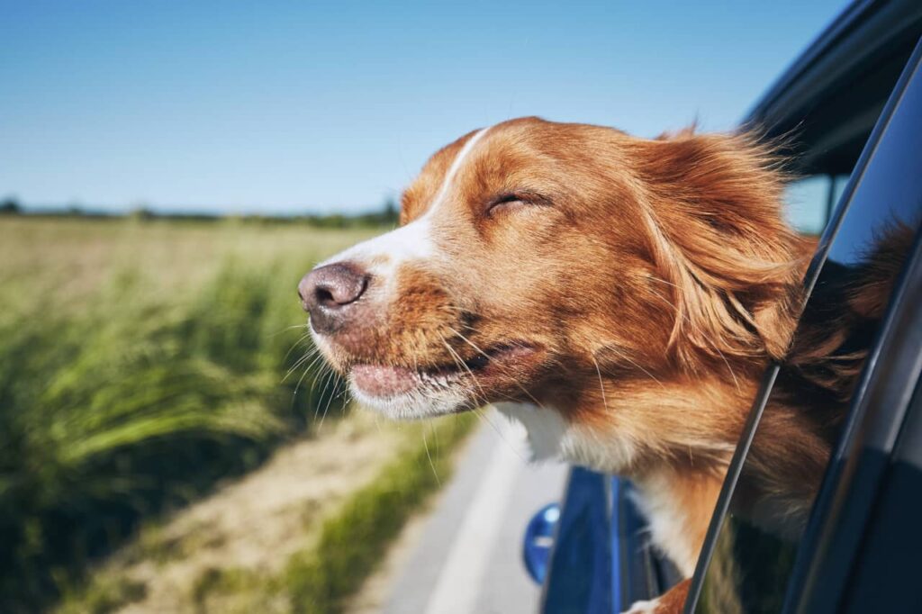 Train Your Dog To Love The Car