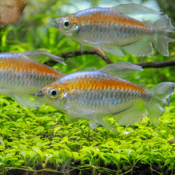 pet fish