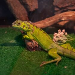 Tips Reptile Owners Should Know For Optimal Reptile Care