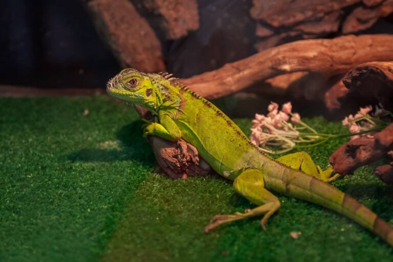 Tips Reptile Owners Should Know For Optimal Reptile Care