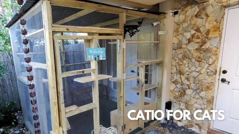 Building A Catio For Indoor Cat
