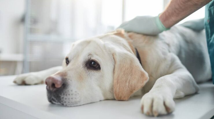 Common Health Problems for Popular Dog Breeds