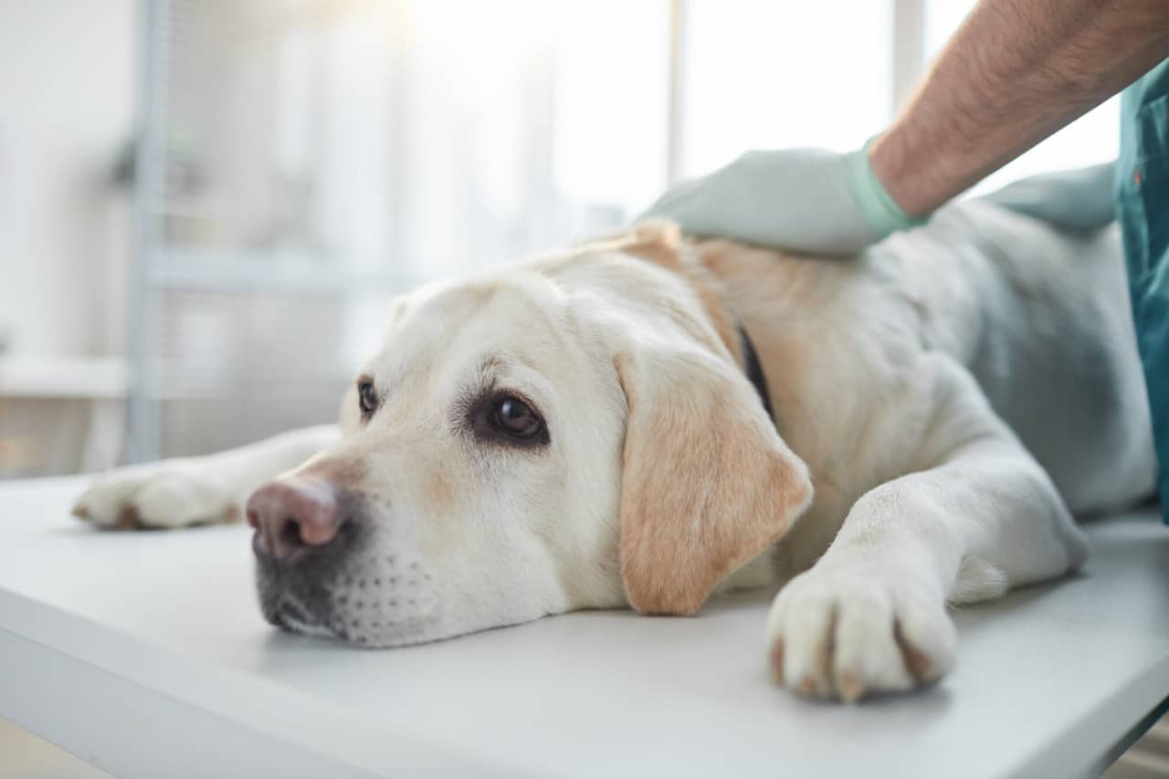 Common Health Problems for Popular Dog Breeds