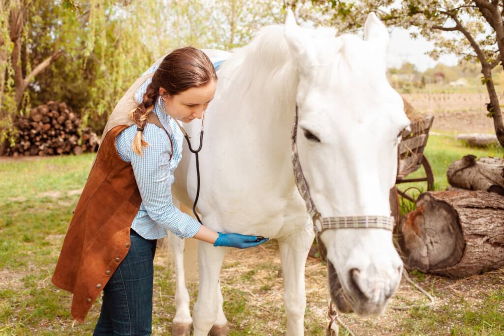 Founder in horses