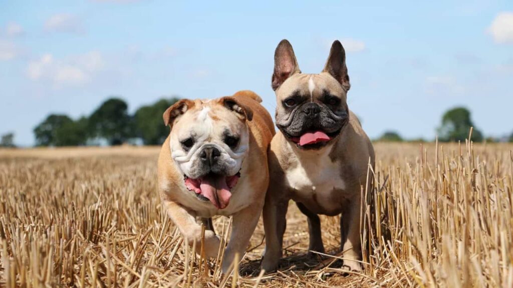French Bulldogs and Bulldogs