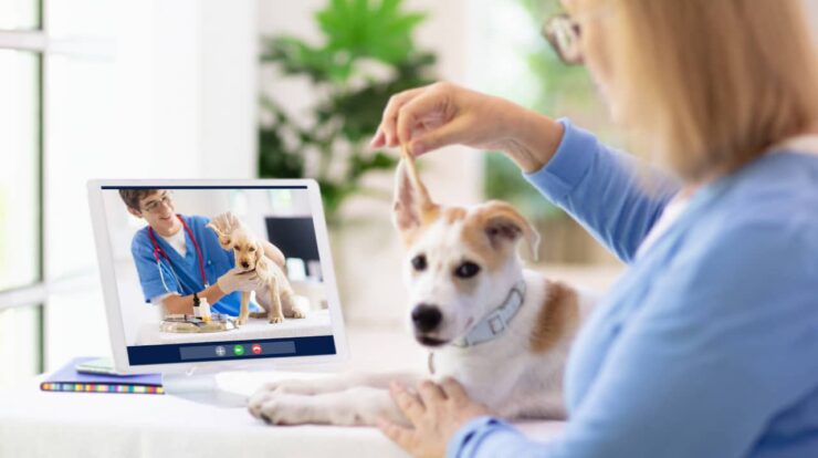 Tips For Your First Online Vet Consultation