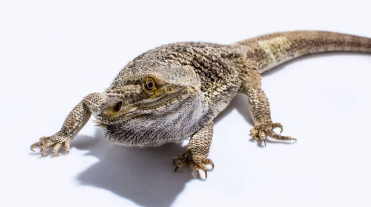 Why Bearded Dragons Are A Good Choice As A Pet