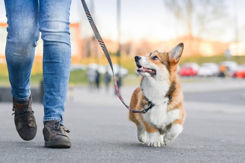 every dog has different exercise needs