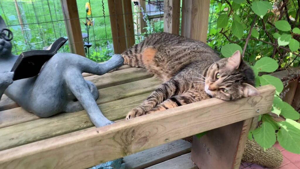 finishing touches in a catio