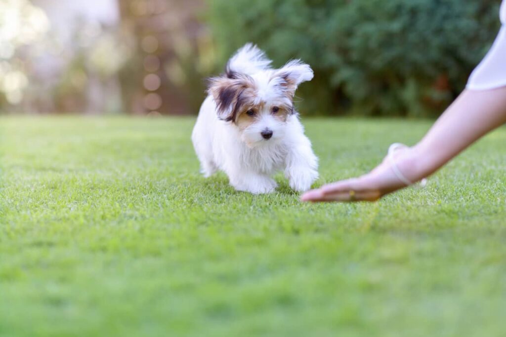 The Best Age To Train Your Puppy