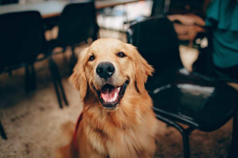 Things to Know Before Adopting a Senior Golden Retriever