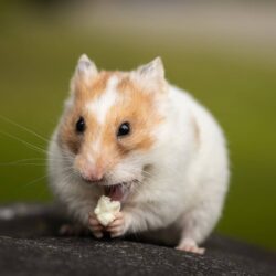 How To Care For Your Pet Rodents