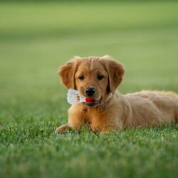 What Is Pet Insurance and its Types