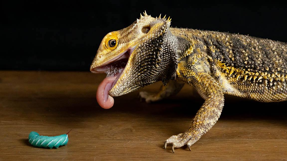 Can bearded dragons eat caterpillars