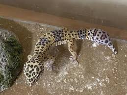 Is Reptisoil safe for leopard geckos
