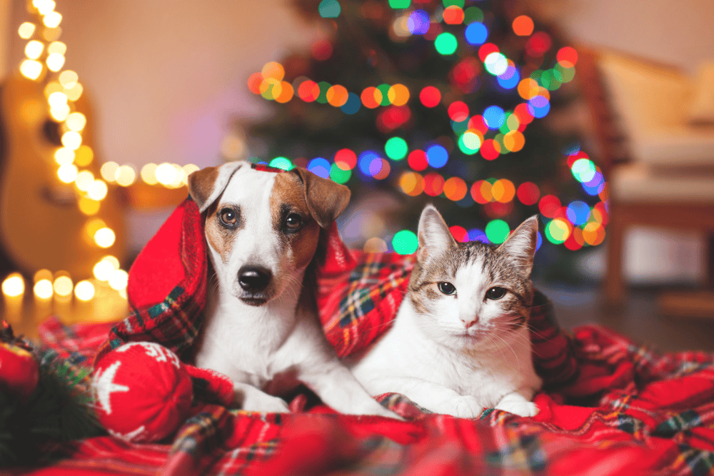 Tips for Preparing Your Pets for the Holidays